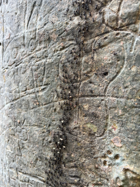 Termites in Sabah, Malaysia (Photo courtesy: Louise Ashton)